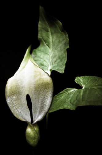 arum in death